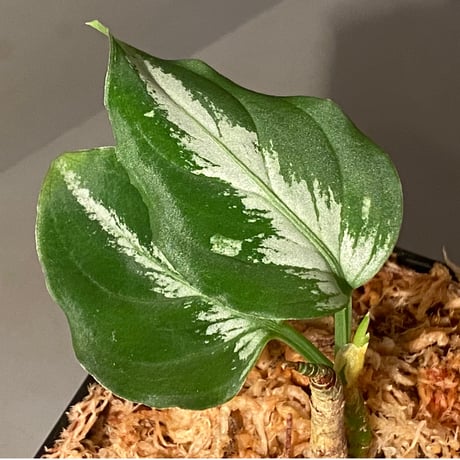 Aglaonema pictum "雷(いかずち)" (13冬) from Sibolga timur [AZ0913-3]