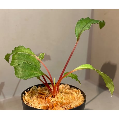 Homalomena sp. from Riau sumatera [LA0815-01] ①
