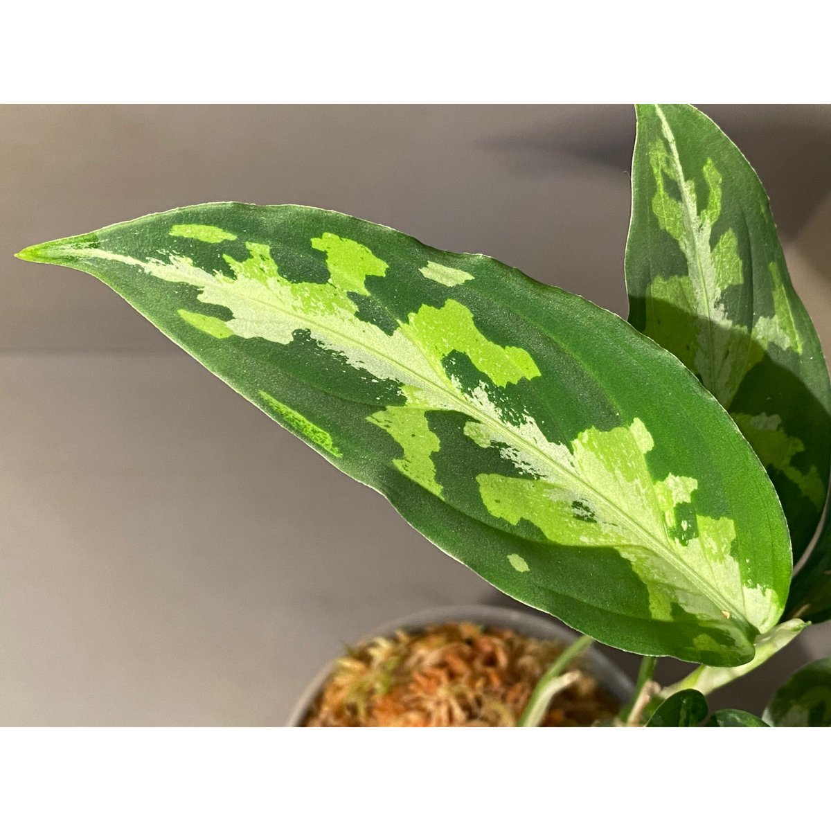 Aglaonema pictum 