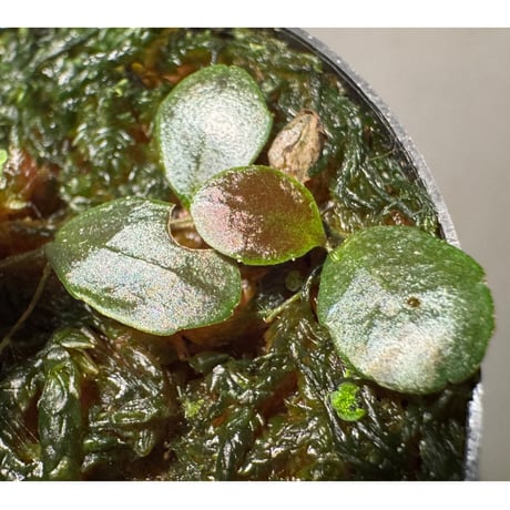 Marcgravia sp. "Azreal"