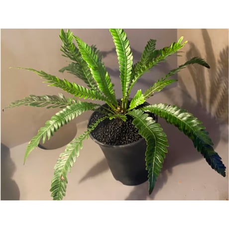 Blechnum obtusatum var. obtusatum from New Caledonia (固有種)