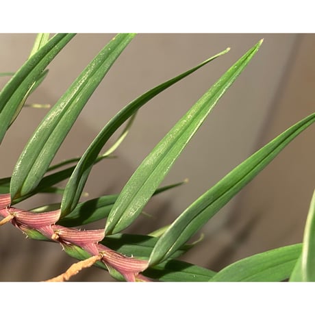 Freycinetia sp. from Setiu