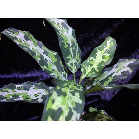 Aglaonema pictum JCS from Sumatera Barat [AZ0413-2a]
