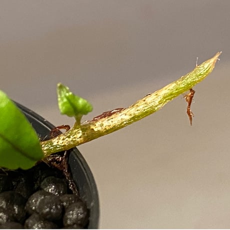 Microgramma lycopodioides from Guatemara 伊藤蟻植物農園
