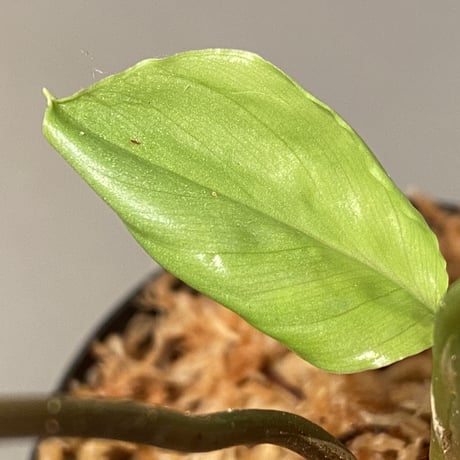 Homalomena sp. "赤銀×？" from West Java wf1 [Import] KZT