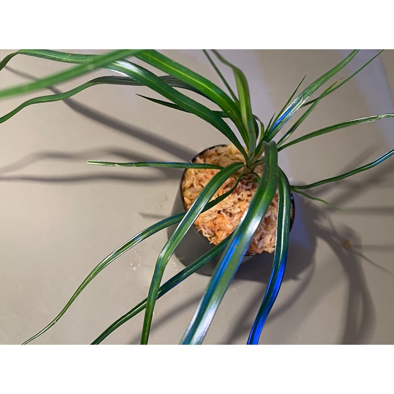 Mapania sp. from 