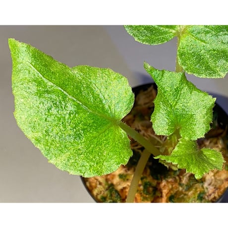 Begonia sp. from Na Hang ベトナム北部産 [TK]