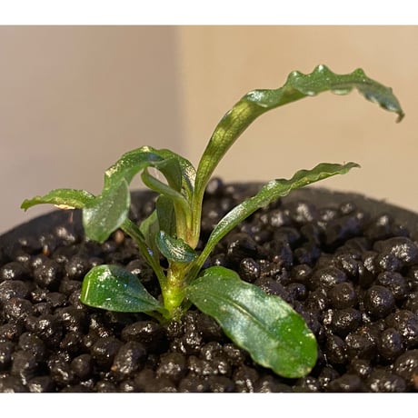Bucephalandra sp. "MEDUSA"