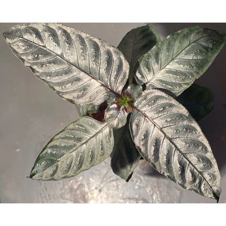 Ophiorriza sp. "鋼" from Aceh Selatan [HW0816-03]