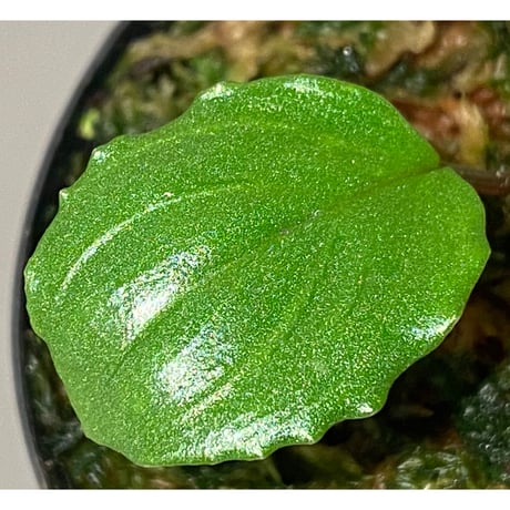 Homalomena terajaensis "Labi" Green Brunei [TB]