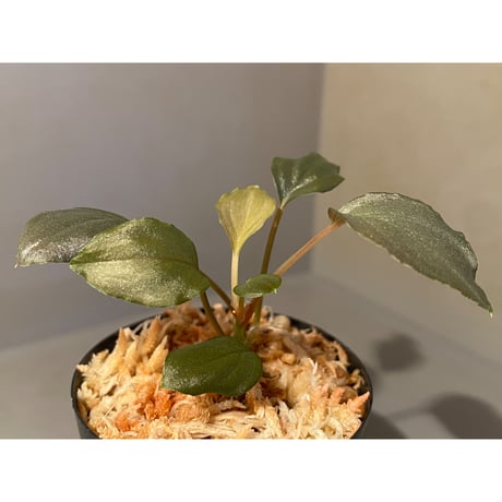 Homalomena sp. "Silver Bullet" from Pulau Lingga [AZ0917-1]