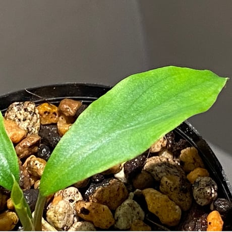 Homalomena cf. hasei from Aceh sumatera [LA1118-03]