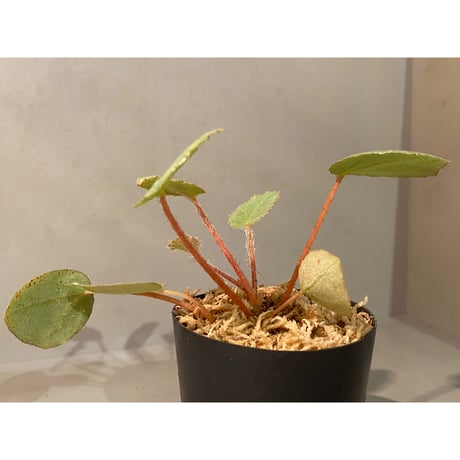 Begonia sp. f1 from Sumatera [NT ORCHID]