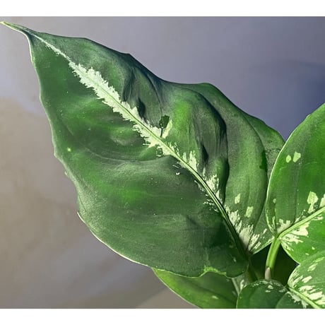 Aglaonema pictum "草わるん18" BNN from Sibolga utara [AZ0918-2a]