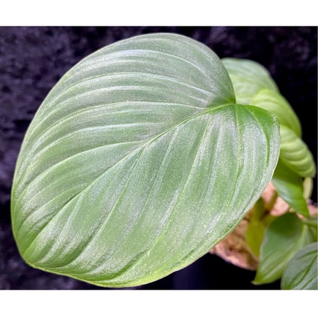 Homalomena sp. "Aceh selatan" from Aceh sumatera [TB]