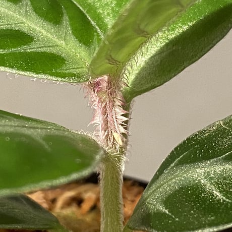 Gesneria sp. "Nanga pinoh" Kab. Melawi [TB]