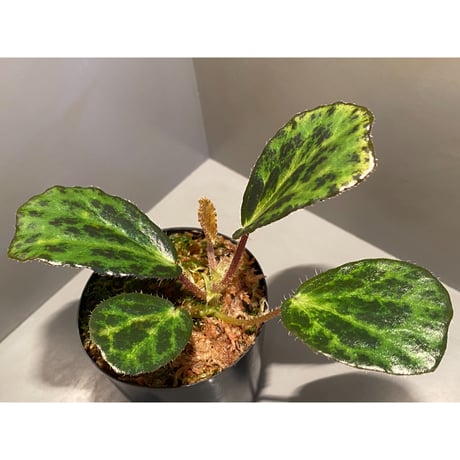 Begonia blancii