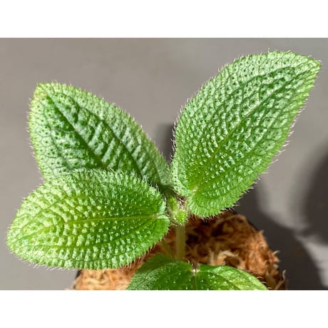 Phyllagathis sp. from Dong Nai province south Vietnam