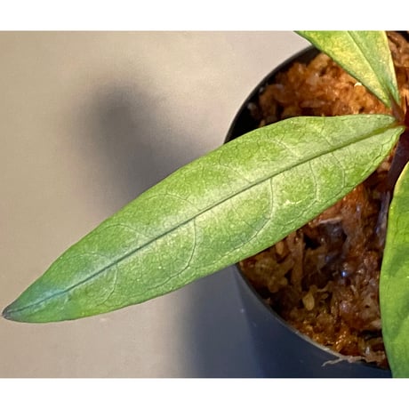 Labisia sp. from "Lebong" Bengkulu [TB]
