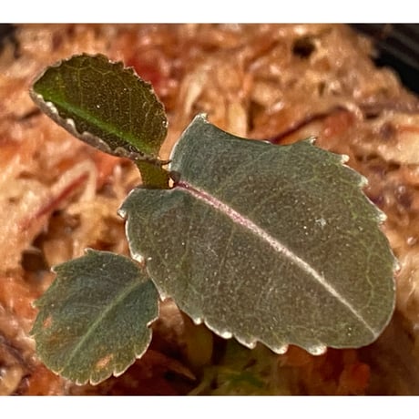Labisia sp. from Malaysia [KN]