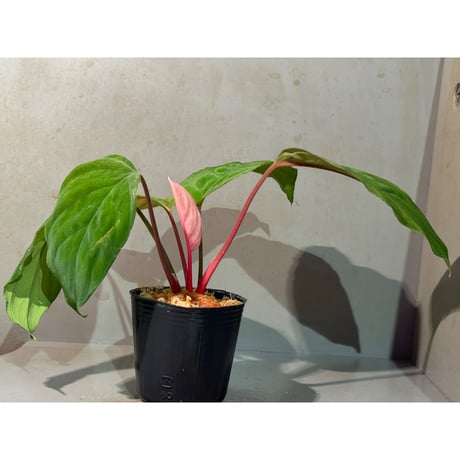 Homalomena humilis "Green Narrow" from Sekadau [カミハタ 2023.11]