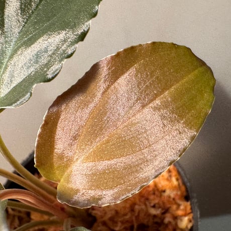 Homalomena sp. "Black Sapphire" from Kepulauan riau