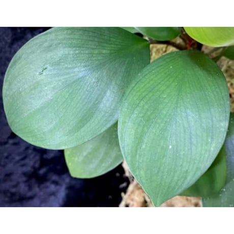 Homalomena sp. "Aceh selatan" Aceh Sumatra [TB]