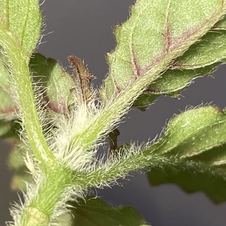 Nautilocalyx forgetii