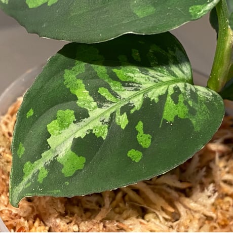 Aglaonema pictum GW1410 from Padang sidempuan [TB]