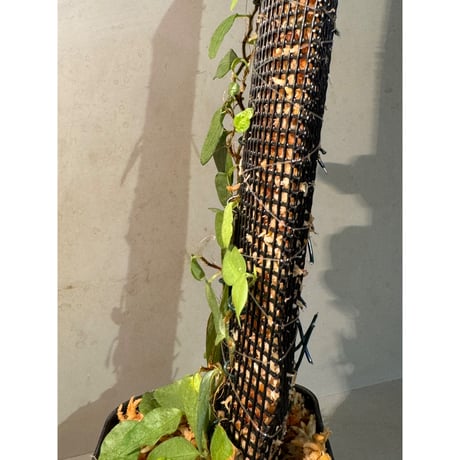 Ficus sp. from Murung raya [LA0515-05]
