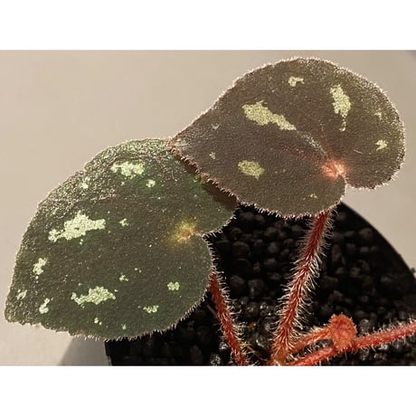 Begonia sp. from Cao Bang [YH050519] TK
