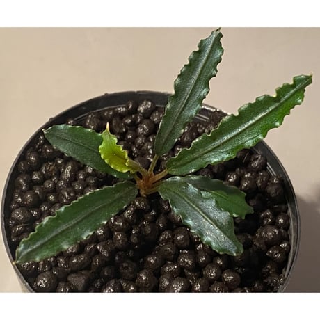 Bucephalandra sp. from "Mangat" [MF0417-2A] ②