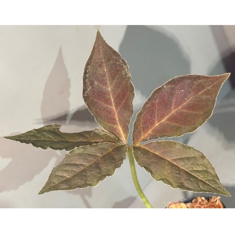 Amorphophallus pendulus from Kapuas hulu West Kalimantan ③