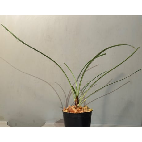 Fenestratarum culum from Landak West Kalimantan