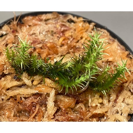 Moss "Sumatra utara" Sumatra [TB] ①