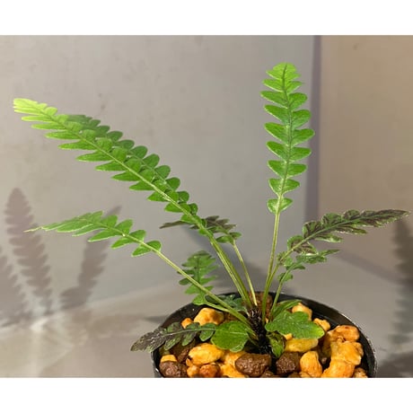 Blechnum obtusatum var. obtusatum from New Caledonia (固有種)