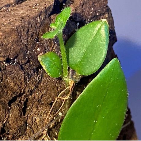 Aeschynanthus sp. from South Sulawesi [STRINGE PLANTS]