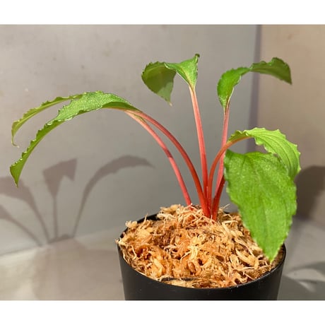 Homalomena sp. from Riau sumatera [LA0815-01] ①
