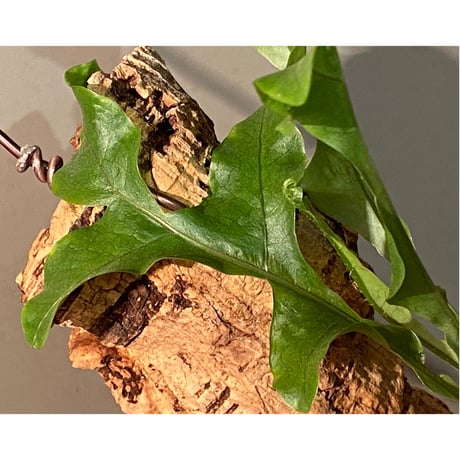 Drynaria bonii from Laos