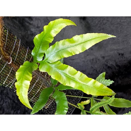 Scyphularia(Davallia) pentaphylla from South Sulawesi 伊藤蟻植物農園
