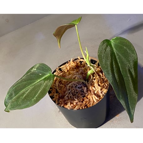 Philodendron micans