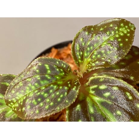 Sonerila sp. from Vietnam