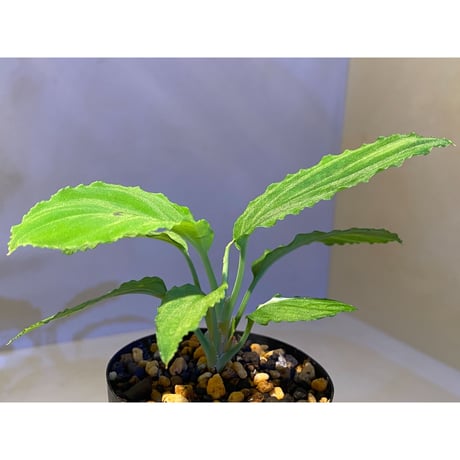 Homalomena sp. from Padang [TK160117]