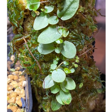 Ficus sp. from Aceh sumatera [LA0616-04]