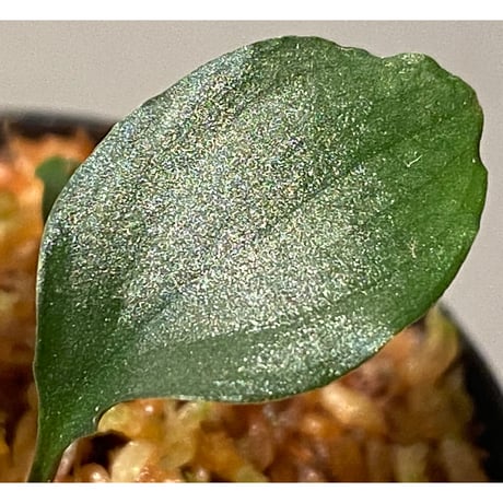 Homalomena 'Rec1-29' K0718-f1 [KZT]