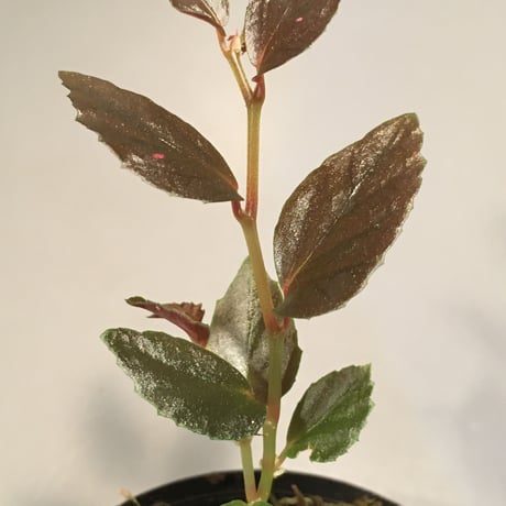 Begonia sp. from Julau [R1214-01b] RIO