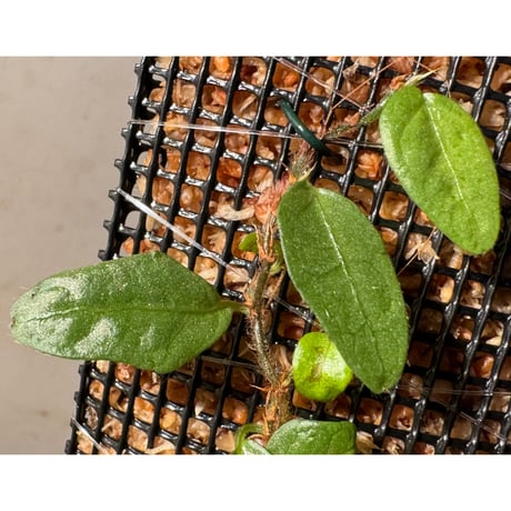 Ficus sp. from Murung raya [LA0515-05]