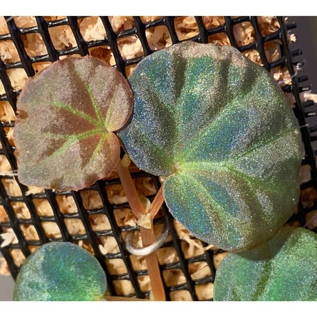 Begonia sp. from Sarawak ②