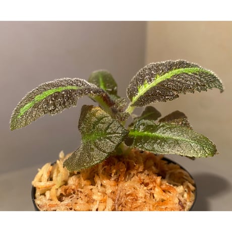 Nautilocalyx  picturatus