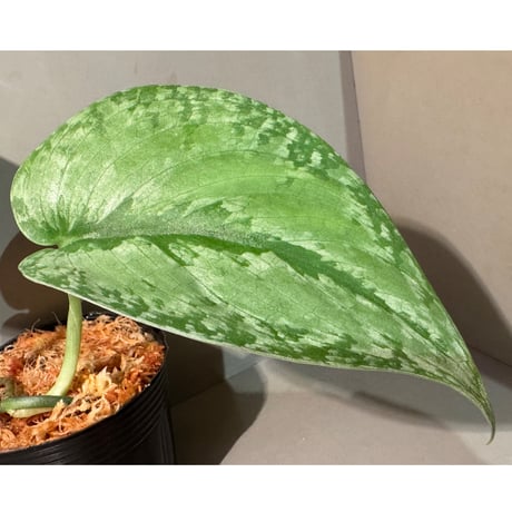 Scindapsus sp. from Kalimantan Barat